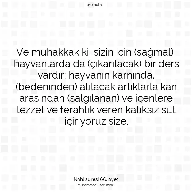 Ayetbul | Kuran Mealleri | Quran | Nahl suresi 66. ayet